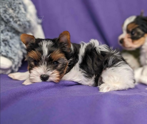 Prod�m kr�sn� �t���tka jork��rsk�ho teri�ra