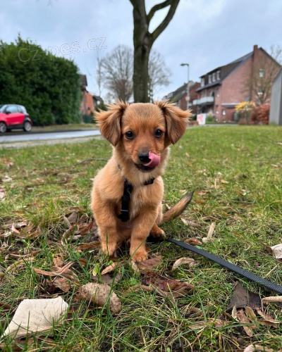 Prod�m zdrav� �t�n� Kokoni