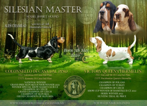 �t��ata Basset