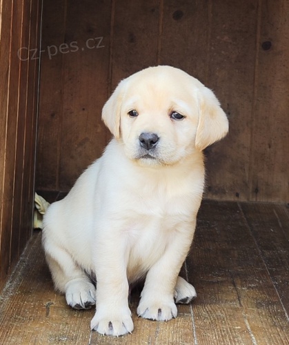 Nab�dka �t��at labradorsk�ho retrievera