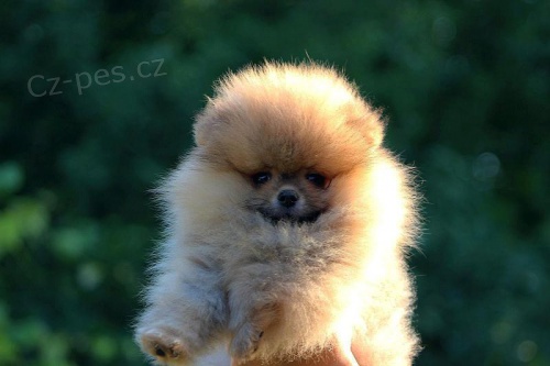 �t��ata Pomeranian BOO, �t��ata Pomeranian Spitz