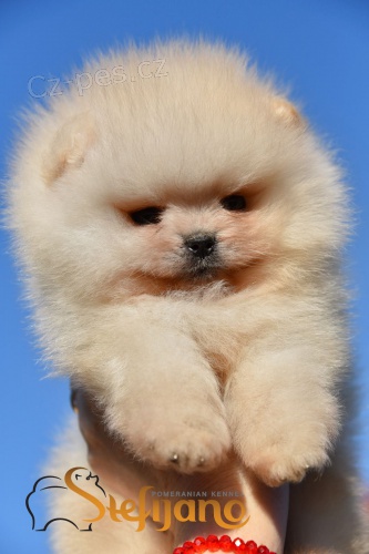 Pomeranian BOO �t��ata