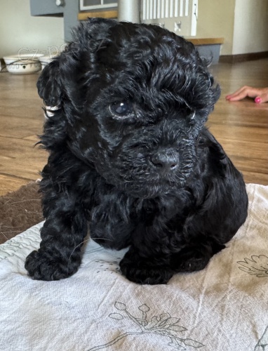 Rusk� barevn� bolonka -�t���tka s PP