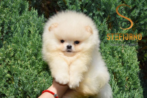 Pomeranian BOO �t��ata