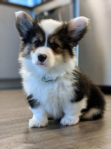 Cardigan Welsh corgi.