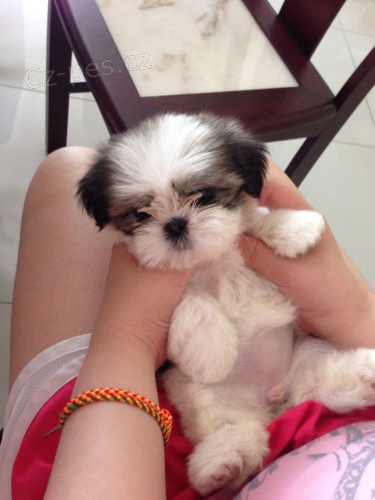 �t��ata SHIH TZU