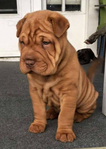 �t��ata o�kovan� shar-pei.
