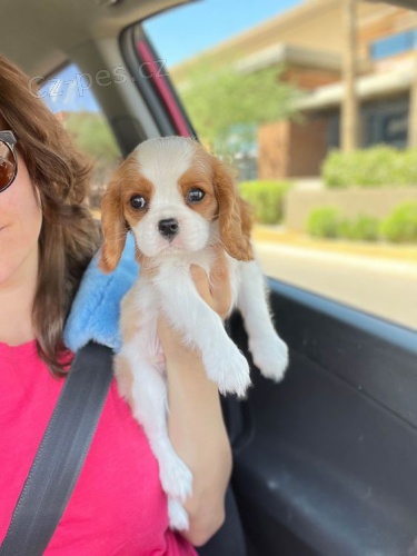 �t��ata Kaval�r King Charles Spaniel.