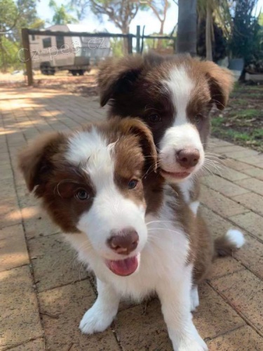 �t��ata border kolie