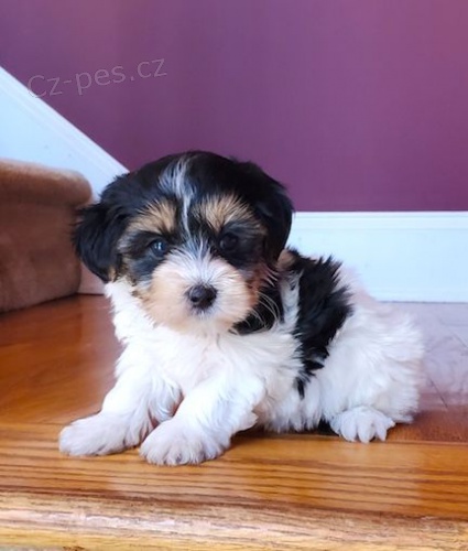 �t��ata biewer yorkie