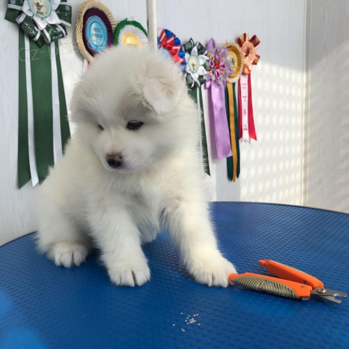 �t��ata samojeda na prodej