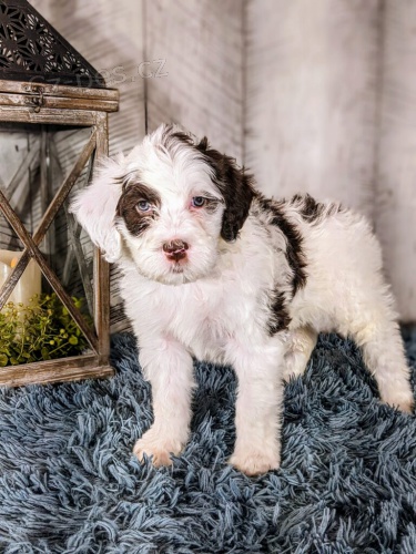 O�kovan� a od�erven� mini �t��ata portugalsk�ho vodn�ho psa k adopci