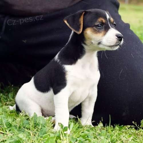 �t��ata jack russell teri�ra.