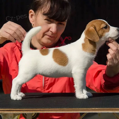 mini �t��ata jack russell teri�ra.