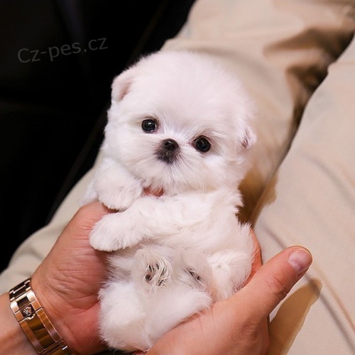 o�kovan� miniaturn� �t��ata malt�z�k�.