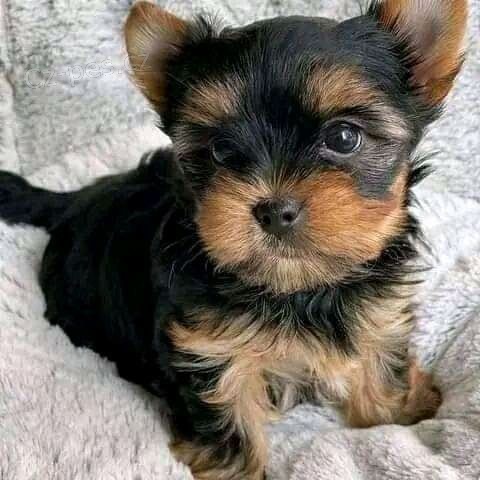 MINI YORKIPOO