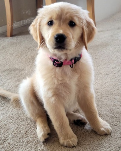 �t��ata zlat�ho retr�vra.