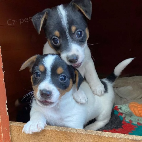 mini �t��ata jack russell teri�ra.