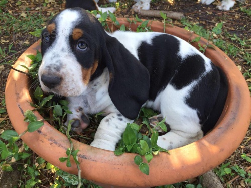 Zdrav� �t��ata Basset hound