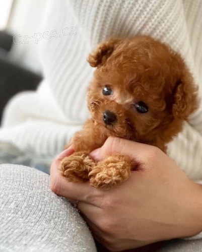 �T��ATA PUDL� TOY