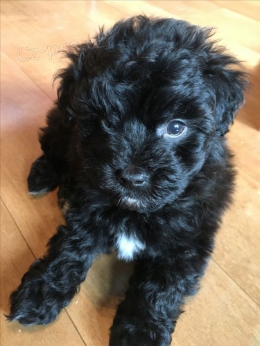 �ern�ho Toy pudla