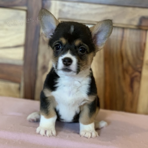 �t��ata Pembroke Welsh Corgi