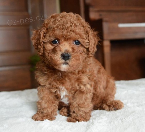 TOY �t��ata pudla