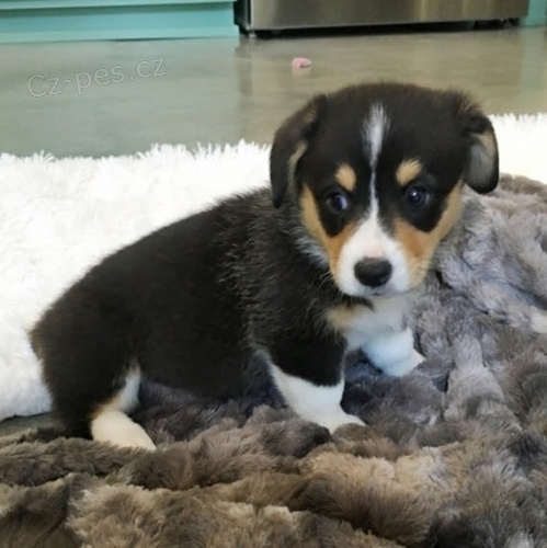�t��ata Pembroke Welsh Corgi