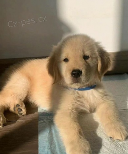 �t��ata zlat�ho retr�vra.