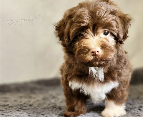 �teniatka havansk�ho ps�ka na adopciu