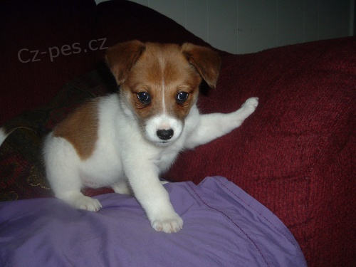 �teniatka Jack Russell na predaj