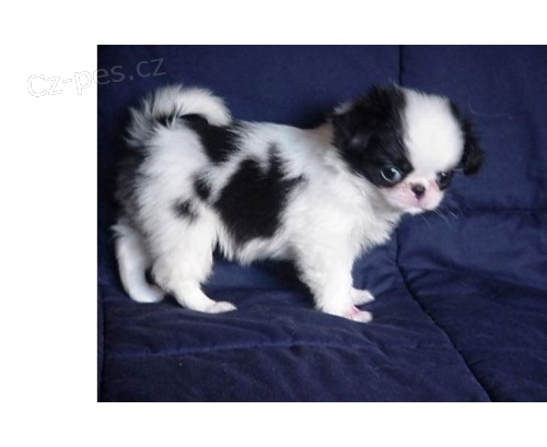 Japonsk� �teniatka Chin na predaj