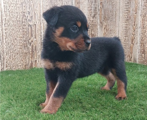 Zdrav� �teniatka rotvajlera