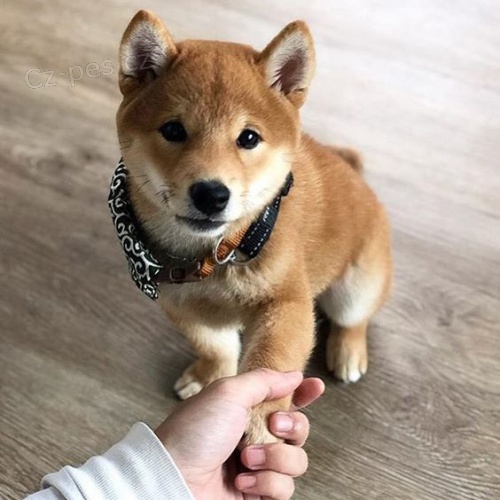 �t��ata shiba inu