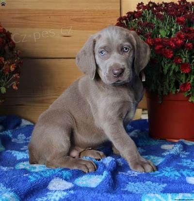 �t��ata v�marsk�ch oha��