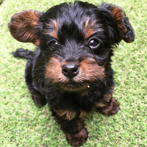 MINI YORKIPOO