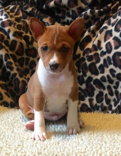 �t���tka Basenji