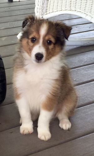 �t��ata sheltie k adopci