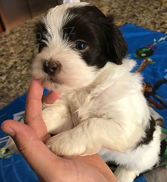 havansk� �t��ata na prodej.