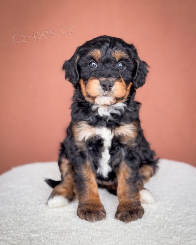 �t��ata Bernedoodle