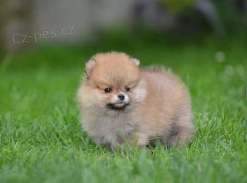 Pomeranian BOO �t��ata