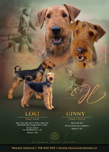 Prod�m �t��ata airedale terrier ( erdelterrier)