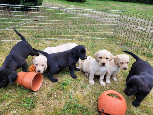 Labradorsk� retriever bez PP