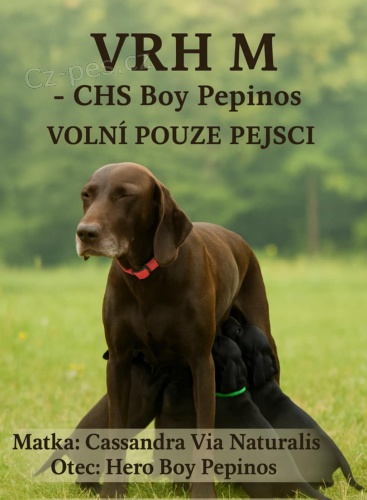 Nab�dka �t��at n�meck�ho oha�e kr�tkosrst�ho