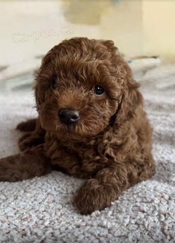 Pudl �erven� � �t��ata na prodej