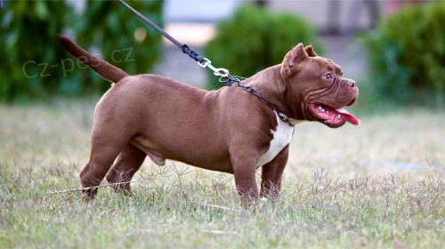 Microbully � �t��ata na prodej