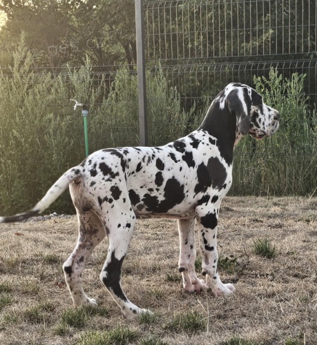 N�meck� doga � kr�sn� �t��ata