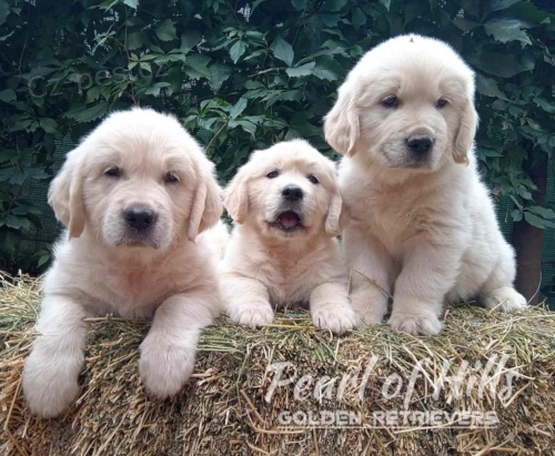 Zlat� retr�vr � Kr�sn� �t��ata