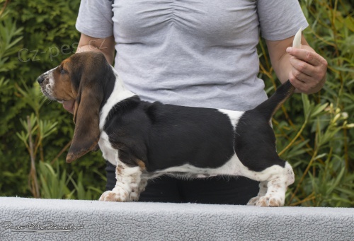 Basset Hound