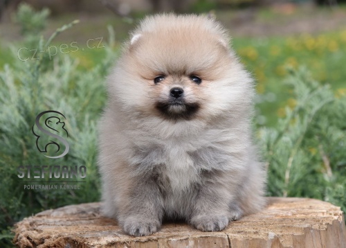 Pomeranian BOO �t��ata